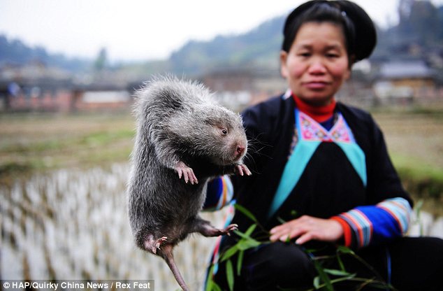 Fat rat: Shi Beidan holds up one of her specimens to the camera. She has spent months fattening it up by feeding it bamboo